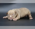 Image preview for Ad Listing. Nickname: Ramses
