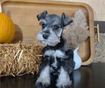 Small Photo #20 Schnauzer (Miniature) Puppy For Sale in GOSHEN, IN, USA