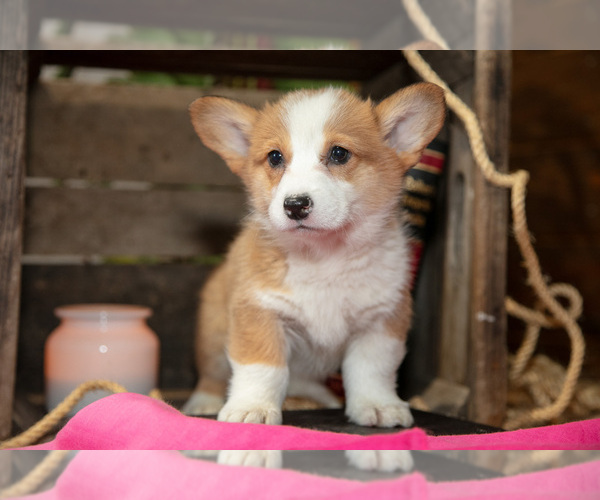 Medium Photo #3 Pembroke Welsh Corgi Puppy For Sale in WAKARUSA, IN, USA