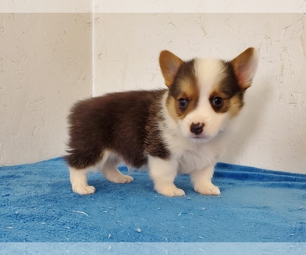 Medium Photo #3 Pembroke Welsh Corgi Puppy For Sale in CLARK, MO, USA