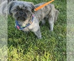 Small Photo #1 Shih Tzu Puppy For Sale in IRON, MN, USA