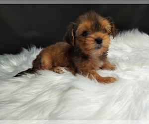 Poodle (Miniature)-Shorkie Tzu Mix Puppy for sale in BARSTOW, CA, USA