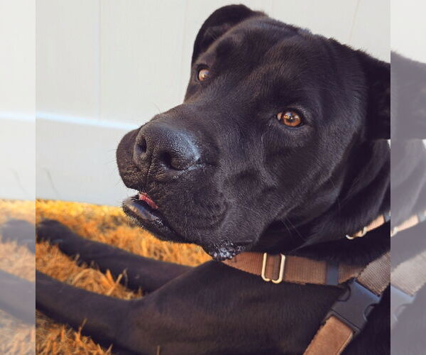 Medium Photo #7 Labrador Retriever-Unknown Mix Puppy For Sale in Fargo, ND, USA