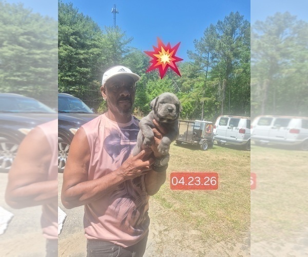 Medium Photo #31 Cane Corso Puppy For Sale in COLUMBIA, SC, USA