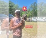 Small #30 Cane Corso
