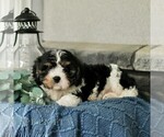 Small #2 Cavachon