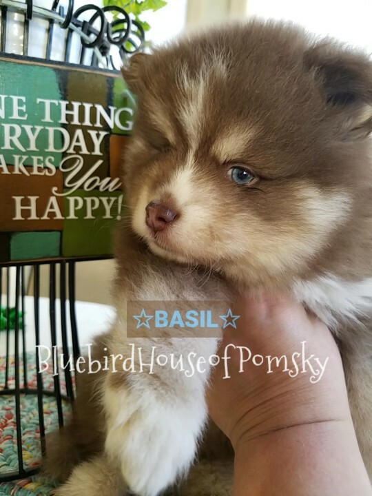 Medium Photo #26 Pomsky Puppy For Sale in ANDOVER, MN, USA