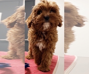 Cavapoo Puppy for sale in BARNHART, MO, USA