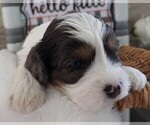Small Photo #5 Cavapoo Puppy For Sale in CARLISLE, KY, USA