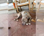 Small #1 American Pit Bull Terrier Mix