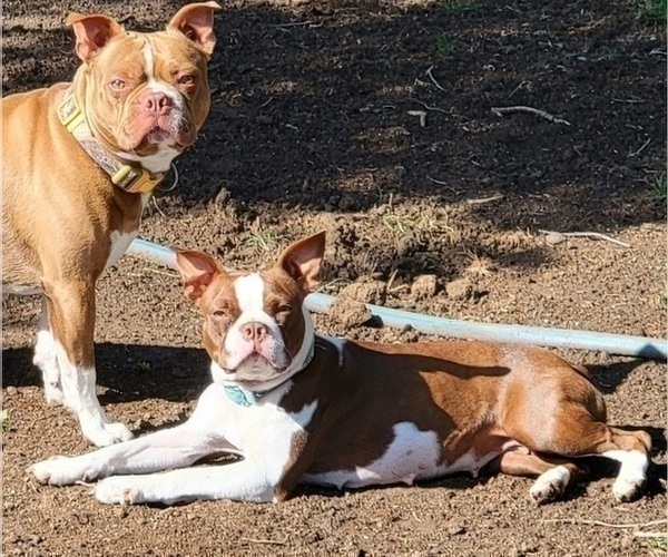 Medium Photo #1 Boston Terrier Puppy For Sale in SALINA, KS, USA