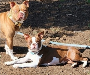 Mother of the Boston Terrier puppies born on 04/12/2025