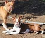 Small Photo #1 Boston Terrier Puppy For Sale in SALINA, KS, USA