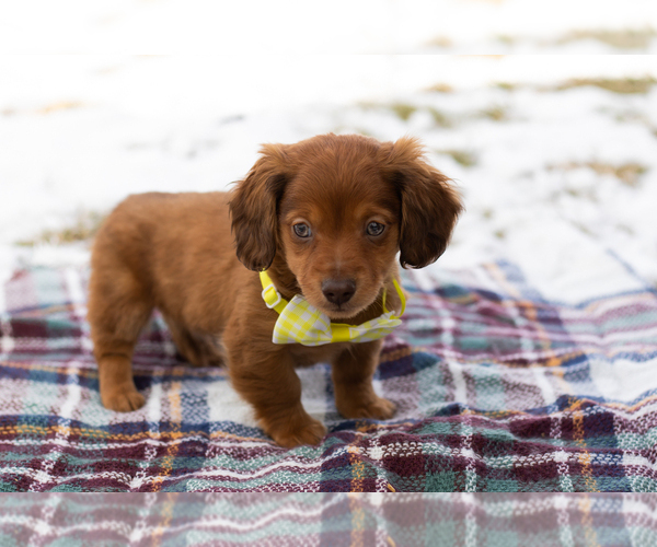 Medium Photo #1 Dachshund Puppy For Sale in BREMEN, IN, USA