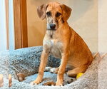 Small Photo #4 Mutt Puppy For Sale in Canton, CT, USA
