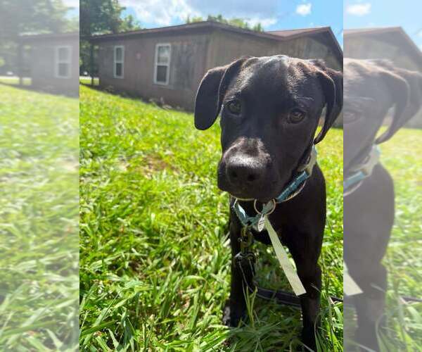 Medium Photo #8 Mutt Puppy For Sale in Candler, NC, USA