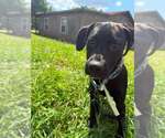 Small #7 Mutt