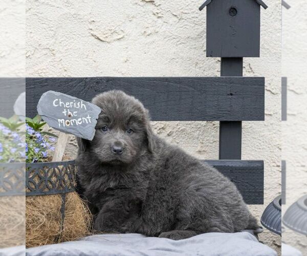 Medium Photo #9 Newfoundland Puppy For Sale in KINZERS, PA, USA