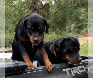 Mother of the Rottweiler puppies born on 10/22/2025