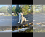 Small German Shepherd Dog