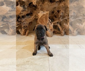 Belgian Malinois Puppy for sale in MIAMI, FL, USA
