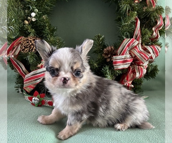 Medium Photo #6 Chihuahua Puppy For Sale in NEWVILLE, PA, USA