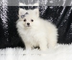 Puppy Dakota AKC Pomeranian