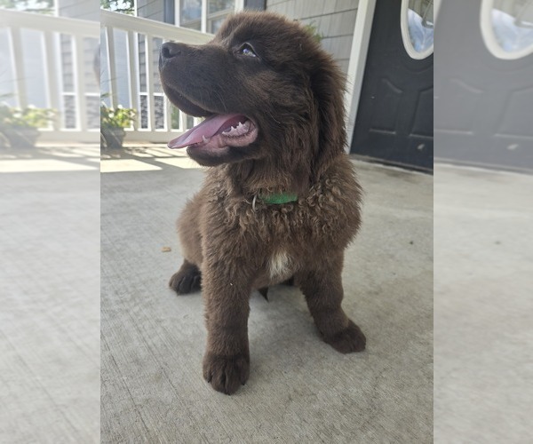 Medium Photo #3 Newfoundland Puppy For Sale in TILTON, IL, USA