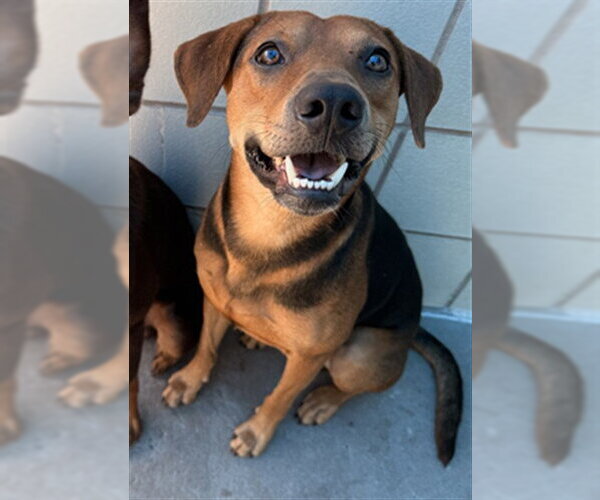 Medium Photo #1 Rhodesian Ridgeback-Unknown Mix Puppy For Sale in Corpus Christi, TX, USA
