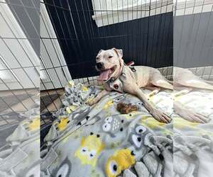 American Pit Bull Terrier-Unknown Mix Dogs for adoption in Plainfield, IL, USA
