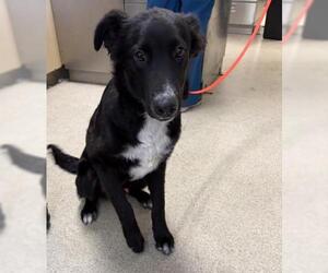 Texas Heeler-Unknown Mix Dogs for adoption in Riverside, CA, USA