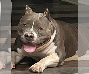 Mother of the American Bully puppies born on 09/18/2023