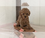 Small #10 Cavapoo (Miniature)