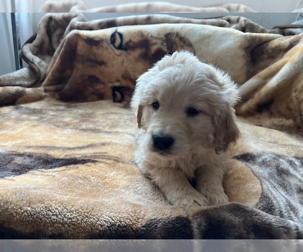 Full screen Photo #6 Goldendoodle Puppy For Sale in PARKER, CO, USA