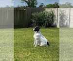 Small #14 Great Pyrenees Mix