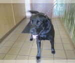 Small Labrador Retriever