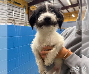 Nelly - Female Jack Russell Terrier-Unknown Mix Dog for Adoption - Photo #2