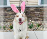 Small Photo #1 Australian Shepherd Puppy For Sale in NILES, MI, USA