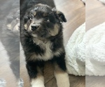 Small Photo #2 Miniature Australian Shepherd Puppy For Sale in BETHANY, IL, USA