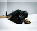 Small Photo #7 Brussels Griffon Puppy For Sale in WOODINVILLE, WA, USA
