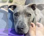 Small #1 American Pit Bull Terrier Mix