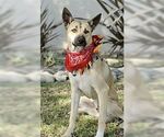 Small #1 Australian Kelpie Mix