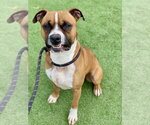 Small #13 Boxer Mix