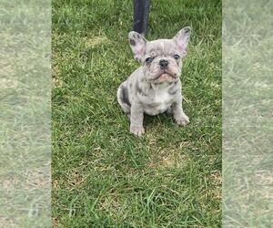 French Bulldog Puppy for sale in ROMEO, MI, USA