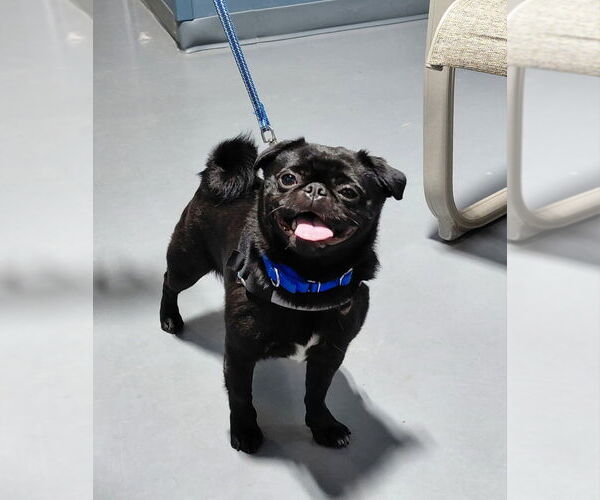 Medium Photo #1 Pug Puppy For Sale in South Bend, IN, USA