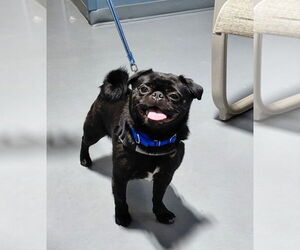 Medium Pug