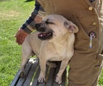 Small #28 French Bullhuahua