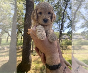 Goldendoodle Puppy for Sale in SHINGLE SPRINGS, California USA