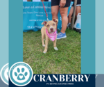 Small #4 Boxer Mix