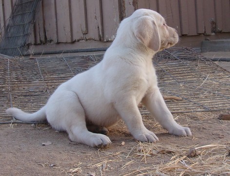 Medium Photo #3 Labrador Retriever Puppy For Sale in CALIENTE, CA, USA